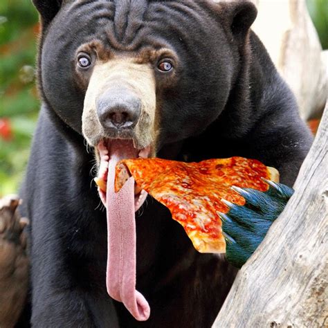 Black bear pizza - Black Bear Pizza is located at 104 Main St in Warsaw, Ohio 43844. Black Bear Pizza can be contacted via phone at (740) 824-3307 for pricing, hours and directions. 